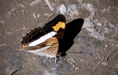 Adelpha pithys