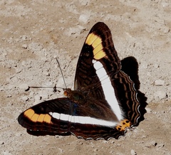 Adelpha pithys
