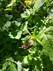 Melolontha melolontha