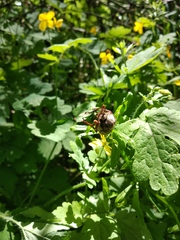 Melolontha melolontha