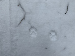 Vulpes vulpes fulvus