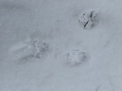 Vulpes vulpes fulvus