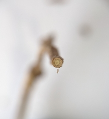 Comandra umbellata pallida