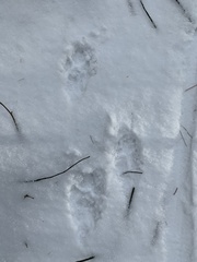 Vulpes vulpes fulvus