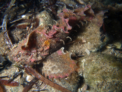 Aploactisoma milesii