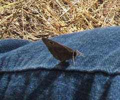 Cercyonis oetus