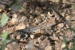 Aspidoscelis scalaris