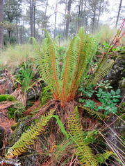 Polystichum speciosissimum