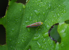 Graphocephala idonea