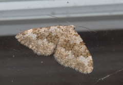 Coenotephria ablutaria