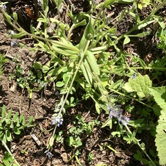 Myosotis laxa