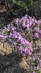 Linanthus californicus