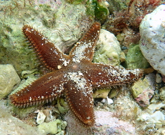 Astropecten spinulosus