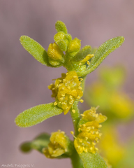 Tetragonia microcarpa