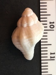 Vokesinotus perrugatus