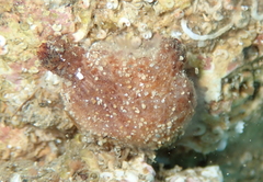 Microcosmus squamiger