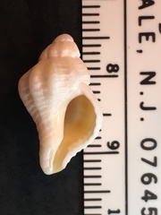 Vokesinotus perrugatus