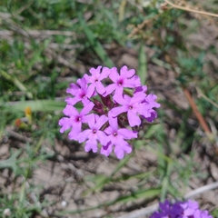 Glandularia dissecta