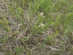 Comandra umbellata pallida