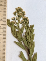 Comandra umbellata pallida