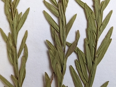 Comandra umbellata pallida