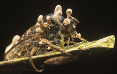 Ophiocordyceps dipterigena