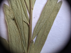 Comandra umbellata pallida