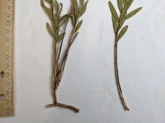 Comandra umbellata pallida