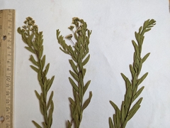 Comandra umbellata pallida