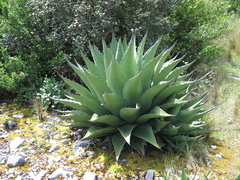 Agave gentryi