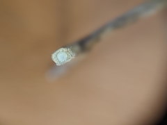 Comandra umbellata pallida