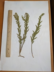 Comandra umbellata pallida