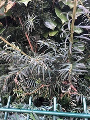 Taxus baccata