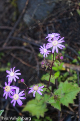 Pericallis