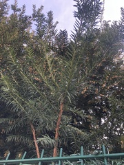 Taxus baccata