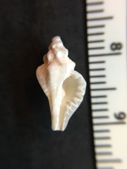 Eupleura sulcidentata