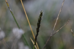 Sesleria autumnalis