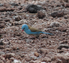 Uraeginthus cyanocephalus