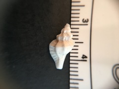 Eupleura sulcidentata