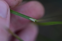 Sesleria autumnalis