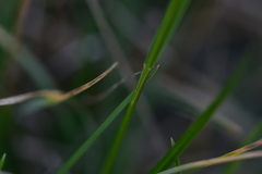 Sesleria autumnalis