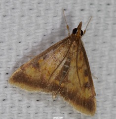 Pyrausta onythesalis