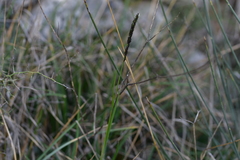 Sesleria autumnalis
