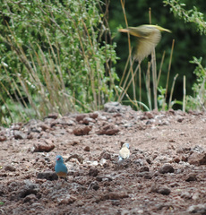 Uraeginthus cyanocephalus
