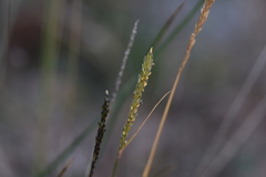 Sesleria autumnalis