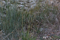Sesleria autumnalis