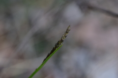 Sesleria autumnalis