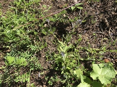 Myosotis laxa