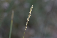 Sesleria autumnalis