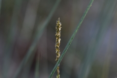 Sesleria autumnalis
